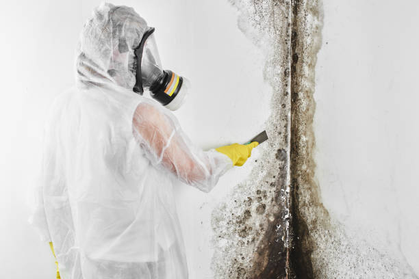 Certified Mold Removal in East Marion, NY