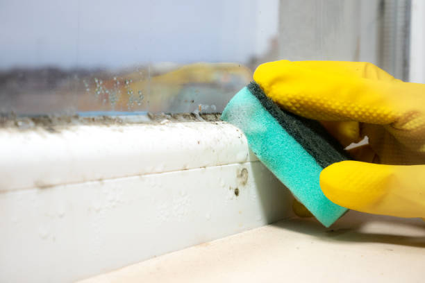 Best Certified Mold Removal  in East Marion, NY