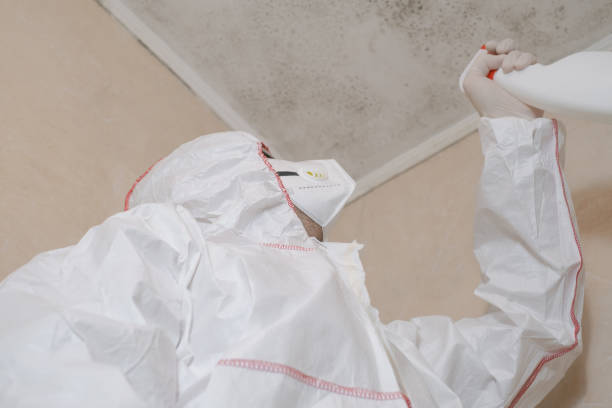 Certified Mold Removal in East Marion, NY